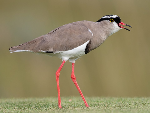 Crowned Lapwing